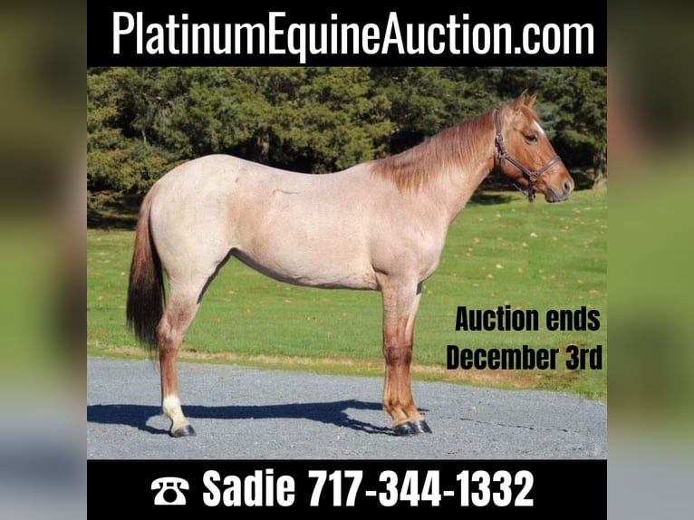 Quarter horse américain Hongre 6 Ans 145 cm Rouan Rouge in Millerstown PA