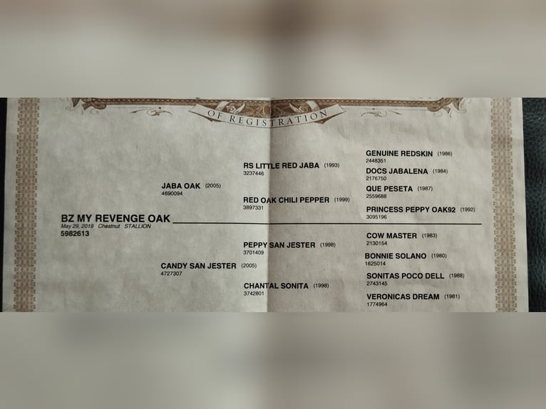 Quarter horse américain Hongre 6 Ans 146 cm Alezan in Reichshof