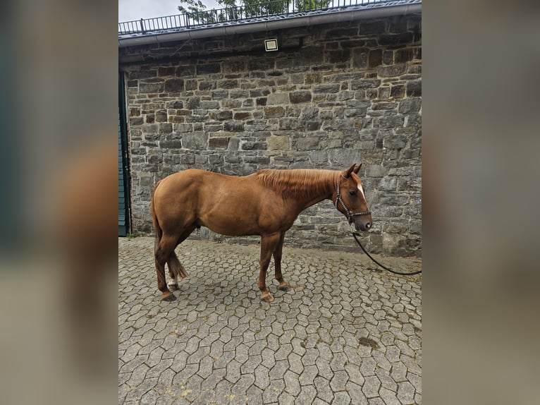 Quarter horse américain Hongre 6 Ans 146 cm Alezan in Reichshof