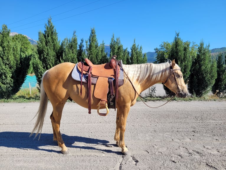 Quarter horse américain Hongre 6 Ans 146 cm Palomino in La Motte du Caire