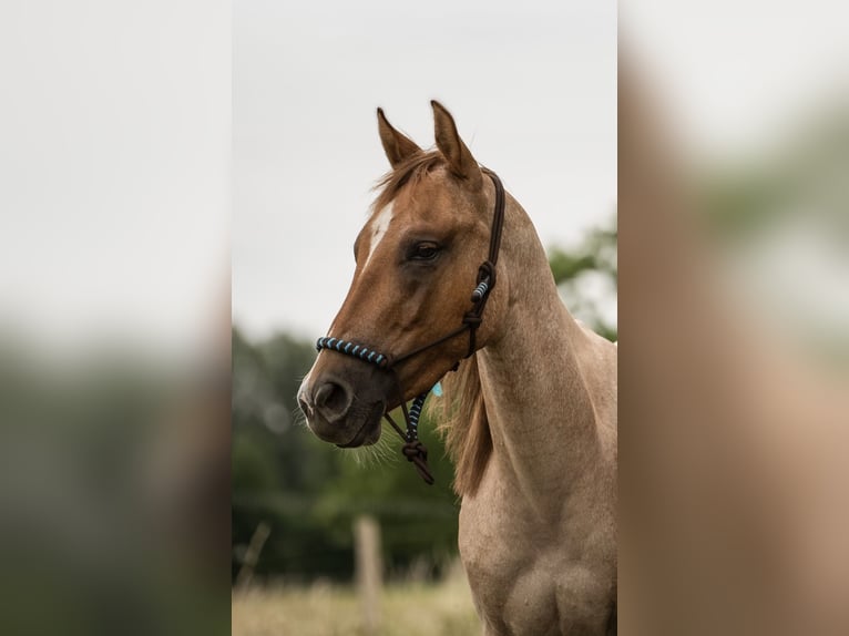 Quarter horse américain Hongre 6 Ans 146 cm Rouan Rouge in Schinveld