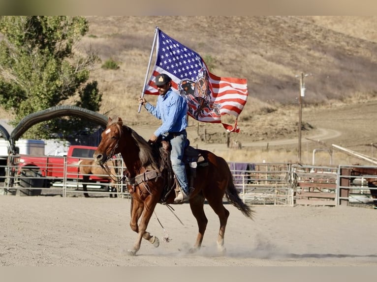 Quarter horse américain Hongre 6 Ans 147 cm Alezan brûlé in Paicines CA