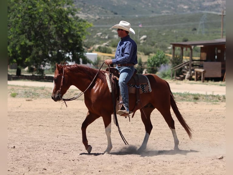 Quarter horse américain Hongre 6 Ans 147 cm Alezan cuivré in Dewey, AZ