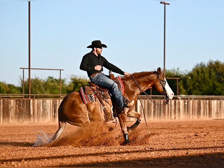 Quarter horse américain Croisé Hongre 6 Ans 147 cm Alezan cuivré in Waco