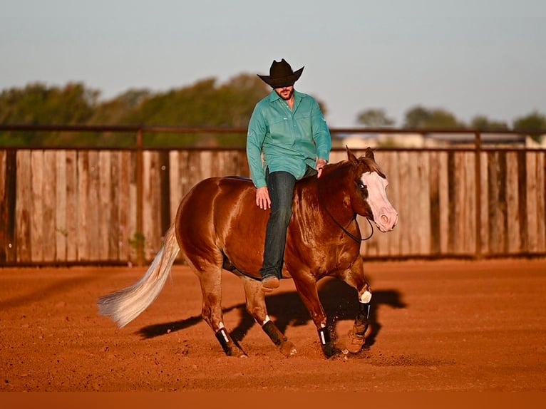 Quarter horse américain Croisé Hongre 6 Ans 147 cm Alezan cuivré in Waco
