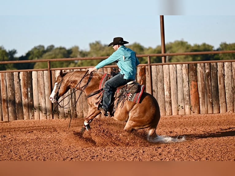 Quarter horse américain Croisé Hongre 6 Ans 147 cm Alezan cuivré in Waco