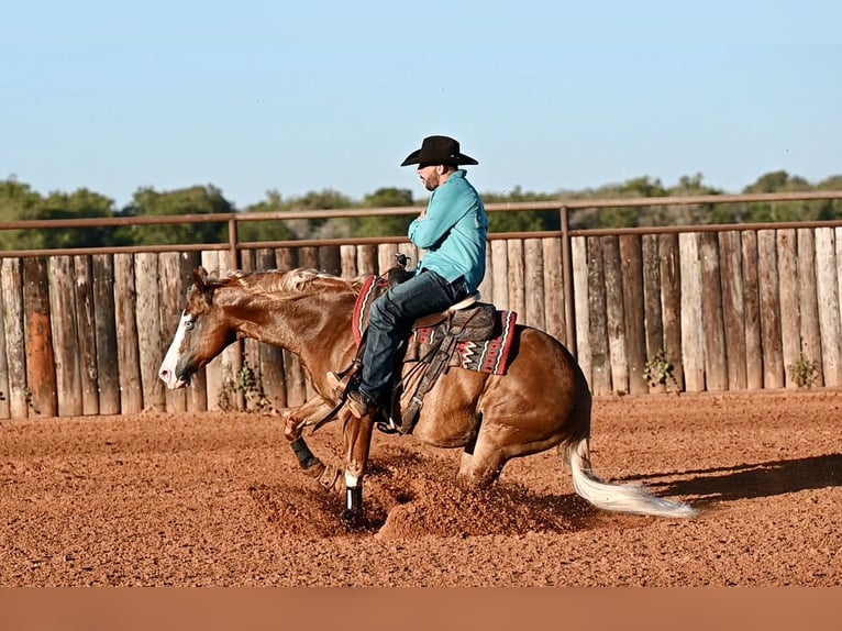 Quarter horse américain Croisé Hongre 6 Ans 147 cm Alezan cuivré in Waco