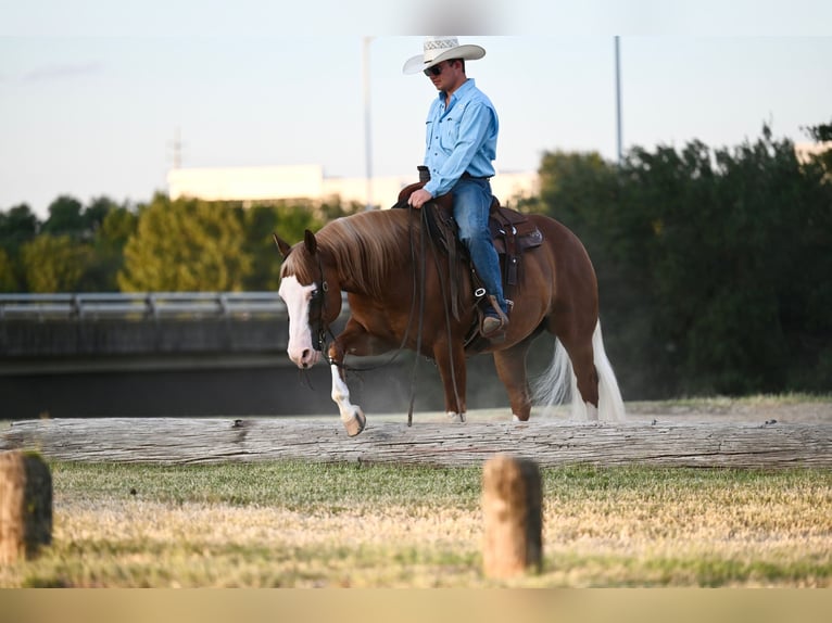 Quarter horse américain Croisé Hongre 6 Ans 147 cm Alezan cuivré in Waco