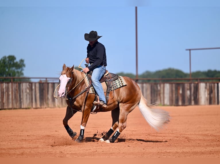Quarter horse américain Croisé Hongre 6 Ans 147 cm Alezan cuivré in Waco