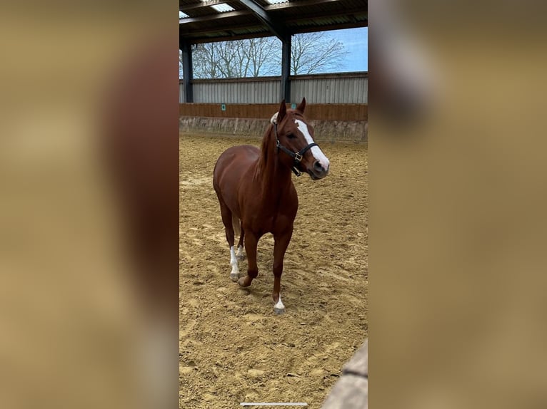 Quarter horse américain Hongre 6 Ans 147 cm Alezan in Bad Sassendorf