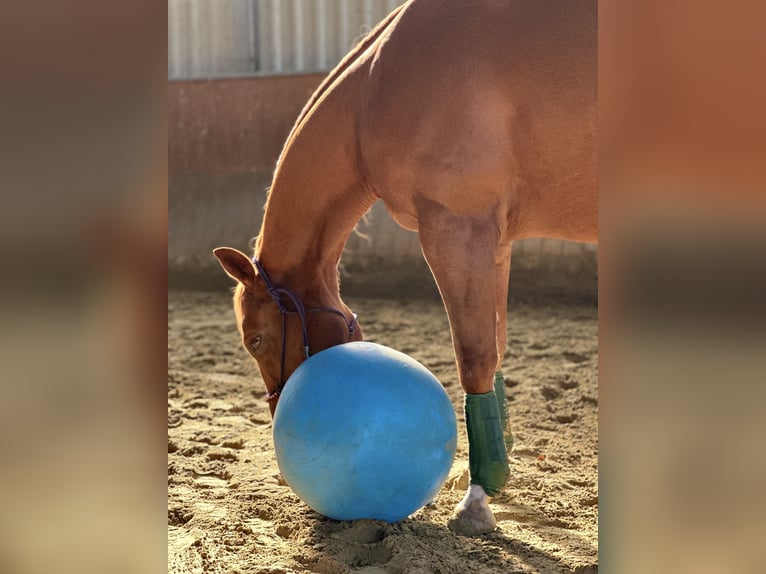 Quarter horse américain Hongre 6 Ans 147 cm Alezan in Bad Sassendorf