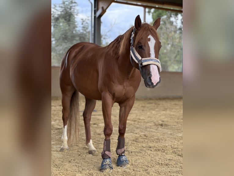 Quarter horse américain Hongre 6 Ans 147 cm Alezan in Bad Sassendorf