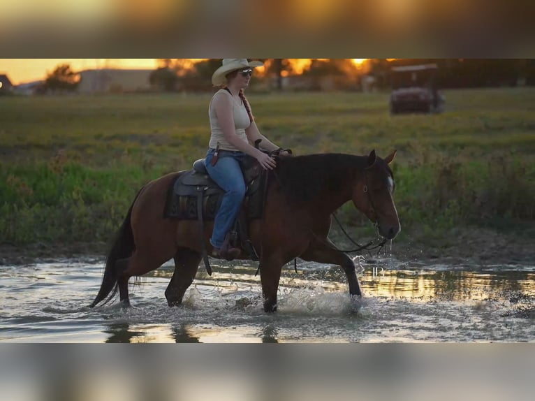 Quarter horse américain Croisé Hongre 6 Ans 147 cm Bai cerise in Terrell