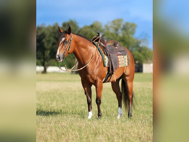 Quarter horse américain Croisé Hongre 6 Ans 147 cm Bai cerise in Terrell