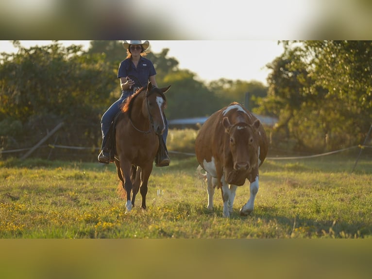 Quarter horse américain Croisé Hongre 6 Ans 147 cm Bai cerise in Terrell