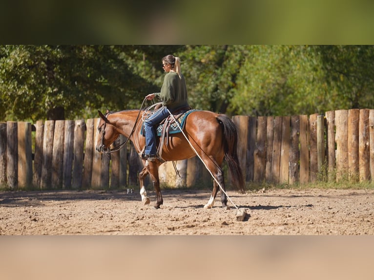Quarter horse américain Croisé Hongre 6 Ans 147 cm Bai cerise in Terrell