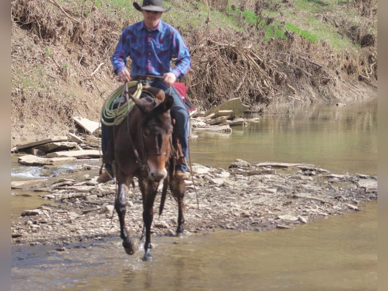 Quarter horse américain Hongre 6 Ans 147 cm Bai cerise in Brooksville KY
