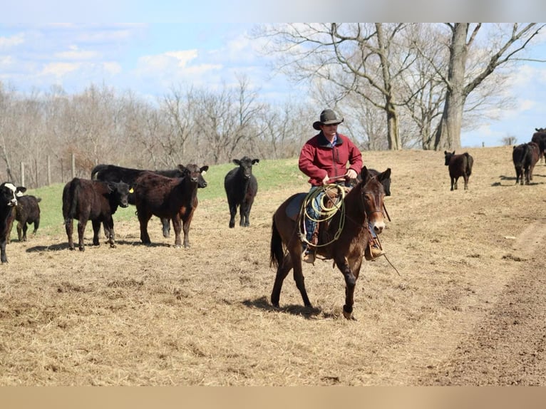 Quarter horse américain Hongre 6 Ans 147 cm Bai cerise in Brooksville KY