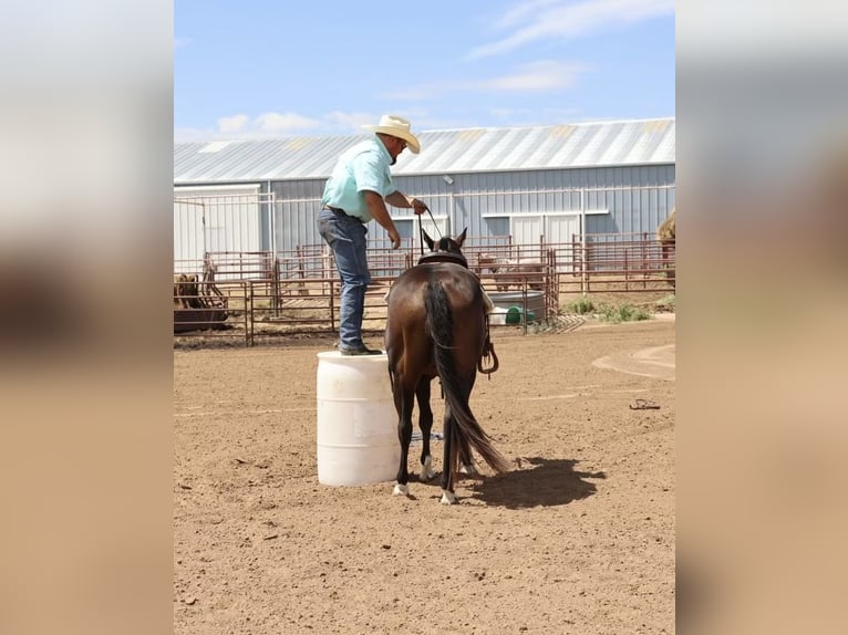 Quarter horse américain Hongre 6 Ans 147 cm Bai cerise in Dalhart, TX