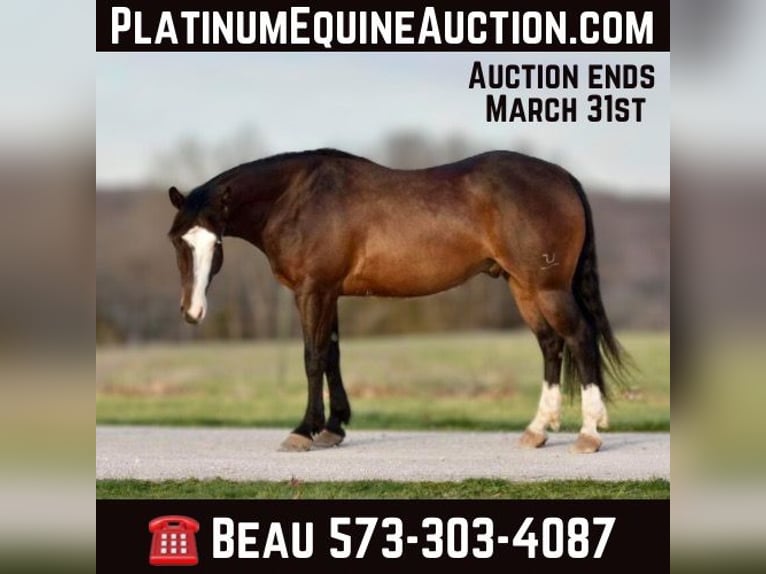 Quarter horse américain Hongre 6 Ans 147 cm Bai cerise in Sweet Springs MO