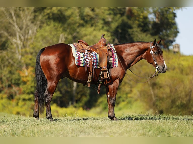 Quarter horse américain Hongre 6 Ans 147 cm Bai cerise in Millersburg