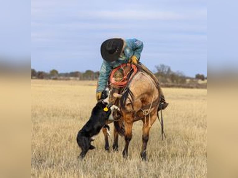 Quarter horse américain Hongre 6 Ans 147 cm Buckskin in Ranger
