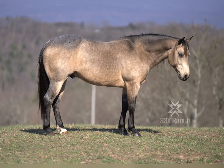 Quarter horse américain Hongre 6 Ans 147 cm Buckskin in Needmore, PA