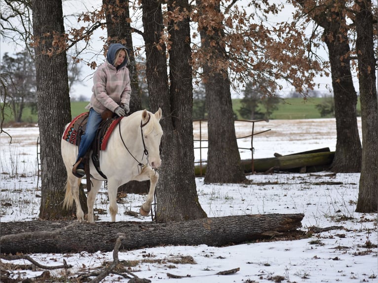 Quarter horse américain Hongre 6 Ans 147 cm Cremello in Sulphur Springs