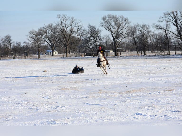Quarter horse américain Hongre 6 Ans 147 cm Cremello in Sulphur Springs