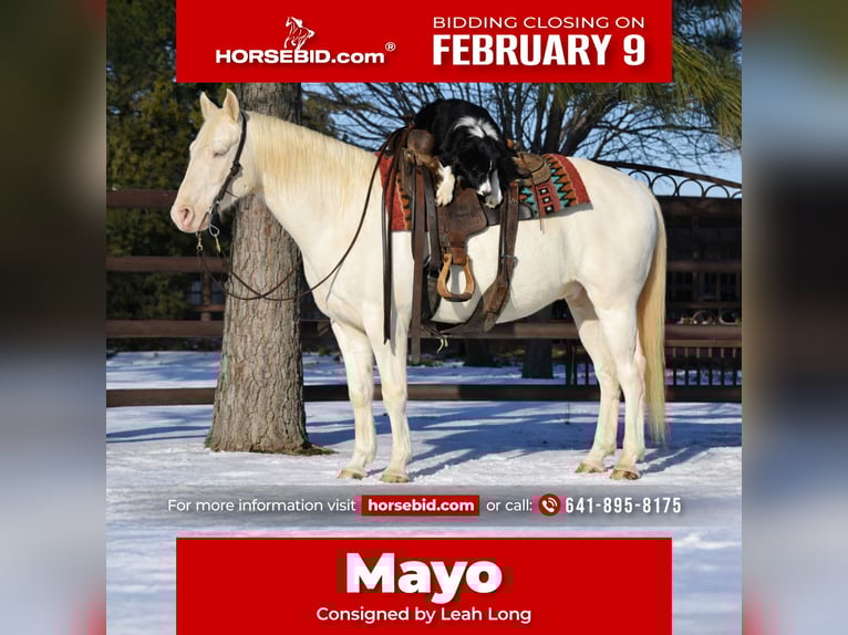 Quarter horse américain Hongre 6 Ans 147 cm Cremello in Sulphur Springs