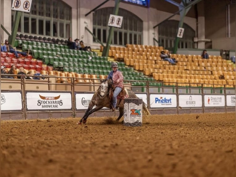 Quarter horse américain Hongre 6 Ans 147 cm Gris in Bloomburg