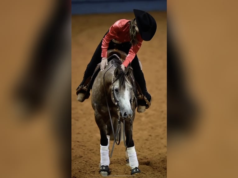 Quarter horse américain Hongre 6 Ans 147 cm Gris in Whitesboro, TX