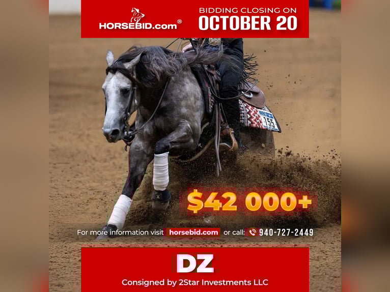 Quarter horse américain Hongre 6 Ans 147 cm Gris in Whitesboro, TX