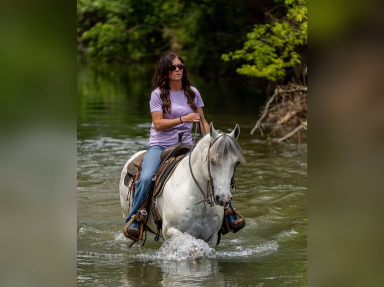 Quarter horse américain Hongre 6 Ans 147 cm Gris in Auburn, KY
