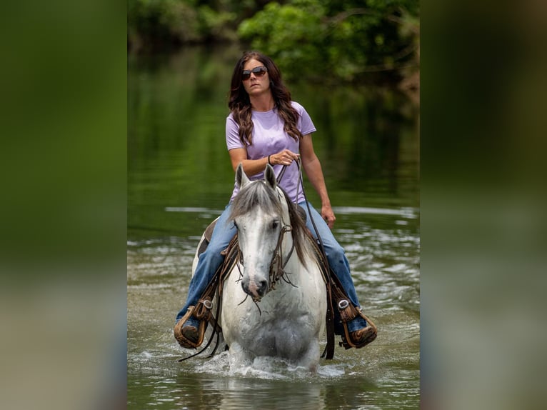 Quarter horse américain Hongre 6 Ans 147 cm Gris in Auburn, KY
