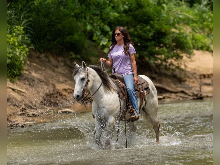 Quarter horse américain Hongre 6 Ans 147 cm Gris in Auburn, KY