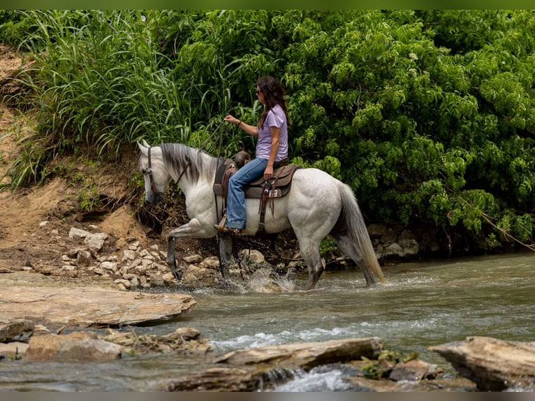Quarter horse américain Hongre 6 Ans 147 cm Gris in Auburn, KY