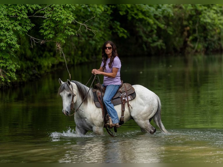 Quarter horse américain Hongre 6 Ans 147 cm Gris in Auburn, KY