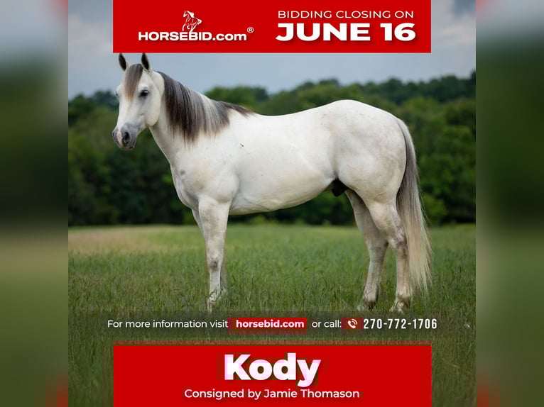 Quarter horse américain Hongre 6 Ans 147 cm Gris in Auburn, KY