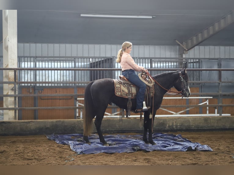 Quarter horse américain Hongre 6 Ans 147 cm Gris in Nunn CO