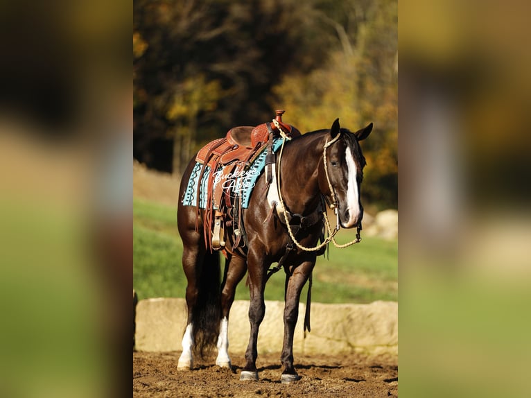 Quarter horse américain Hongre 6 Ans 147 cm Noir in Millersburg