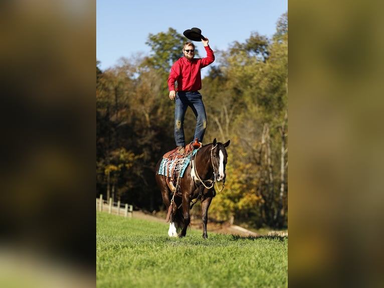 Quarter horse américain Hongre 6 Ans 147 cm Noir in Millersburg