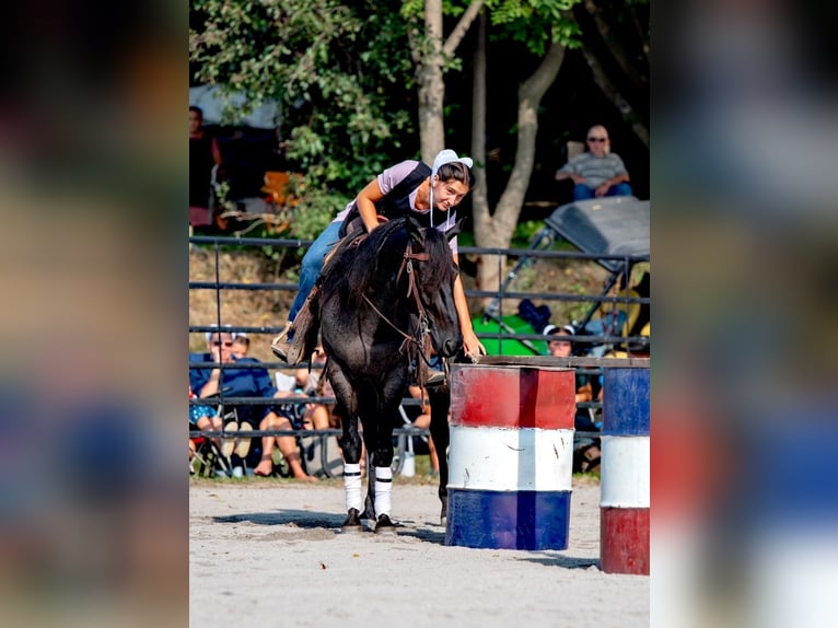 Quarter horse américain Hongre 6 Ans 147 cm Rouan Bleu in Gordonville