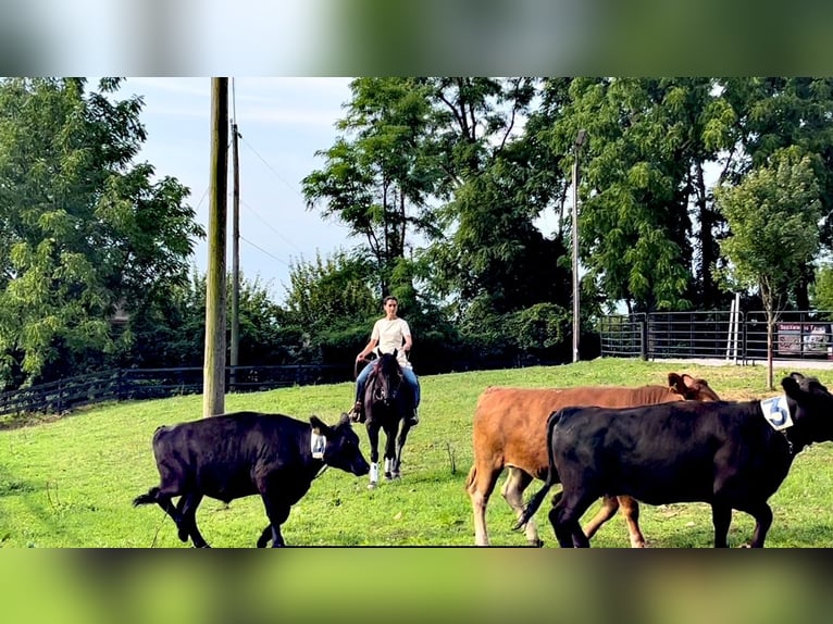 Quarter horse américain Hongre 6 Ans 147 cm Rouan Bleu in Gordonville