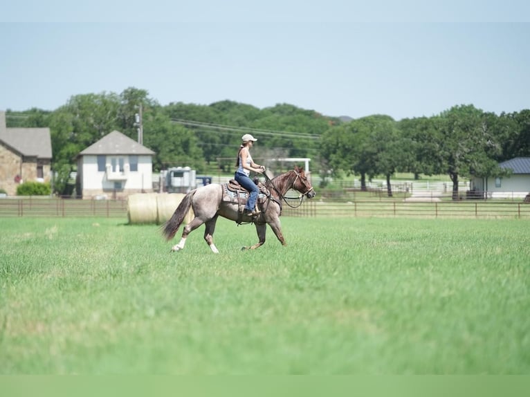 Quarter horse américain Hongre 6 Ans 147 cm Rouan Rouge in Fort Worth, TX