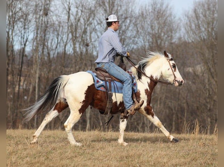 Quarter horse américain Hongre 6 Ans 147 cm Tobiano-toutes couleurs in Brodhead KY