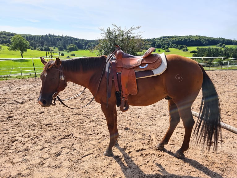 Quarter horse américain Hongre 6 Ans 148 cm Alezan brûlé in Engstingen