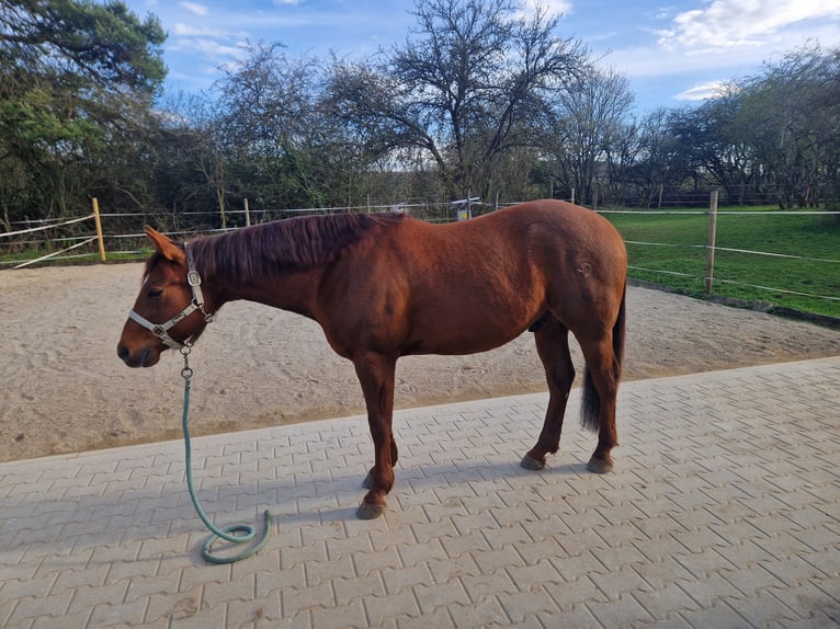 Quarter horse américain Hongre 6 Ans 148 cm Alezan brûlé in Engstingen