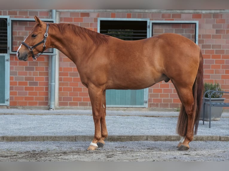 Quarter horse américain Hongre 6 Ans 148 cm Alezan in Bottrop