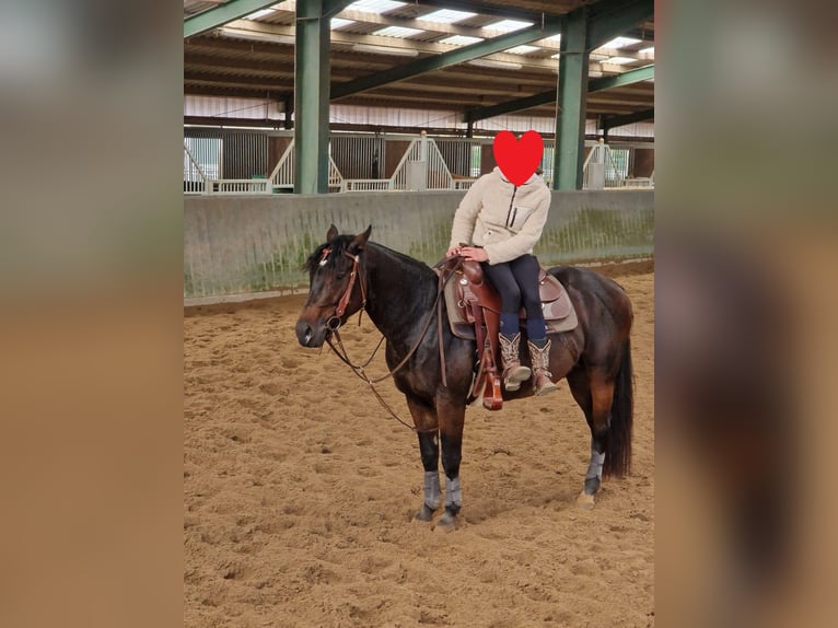 Quarter horse américain Hongre 6 Ans 148 cm Bai in Winsen (Aller)